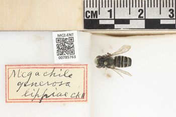 Media type: image;   Entomology 785763 Aspect: labels